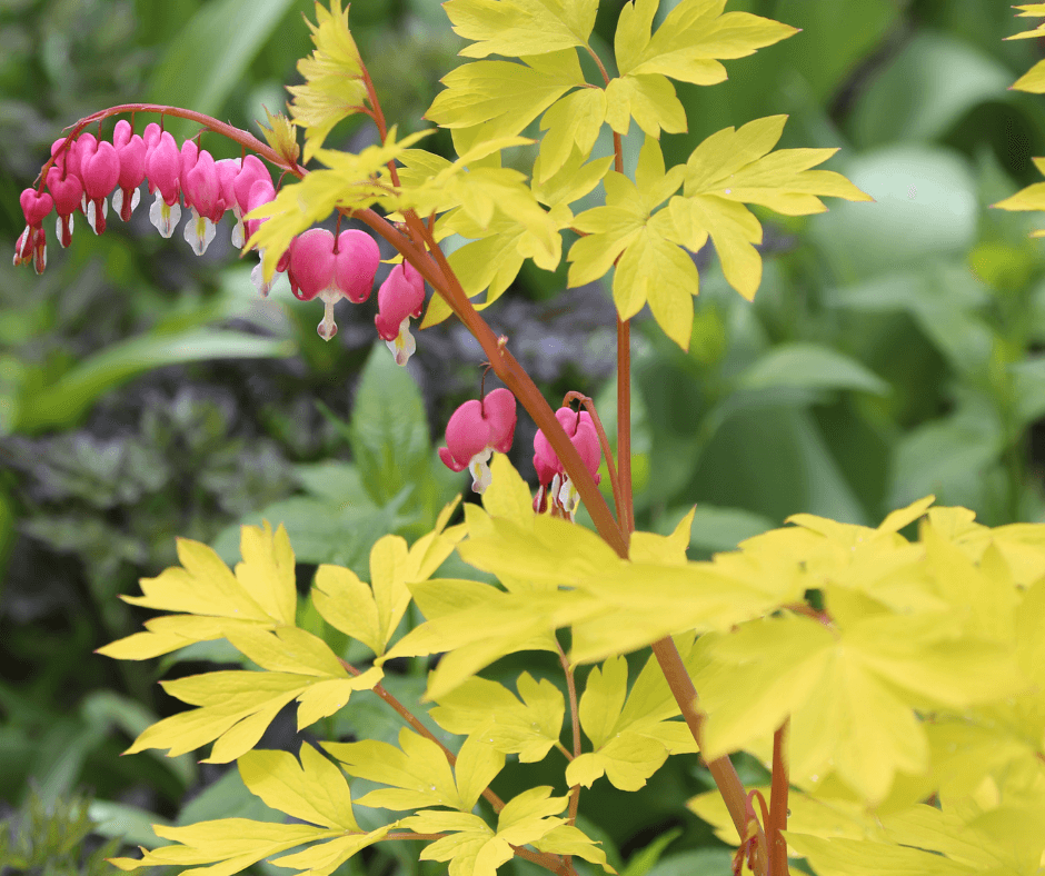 'Gold Heart' bleeding hearts