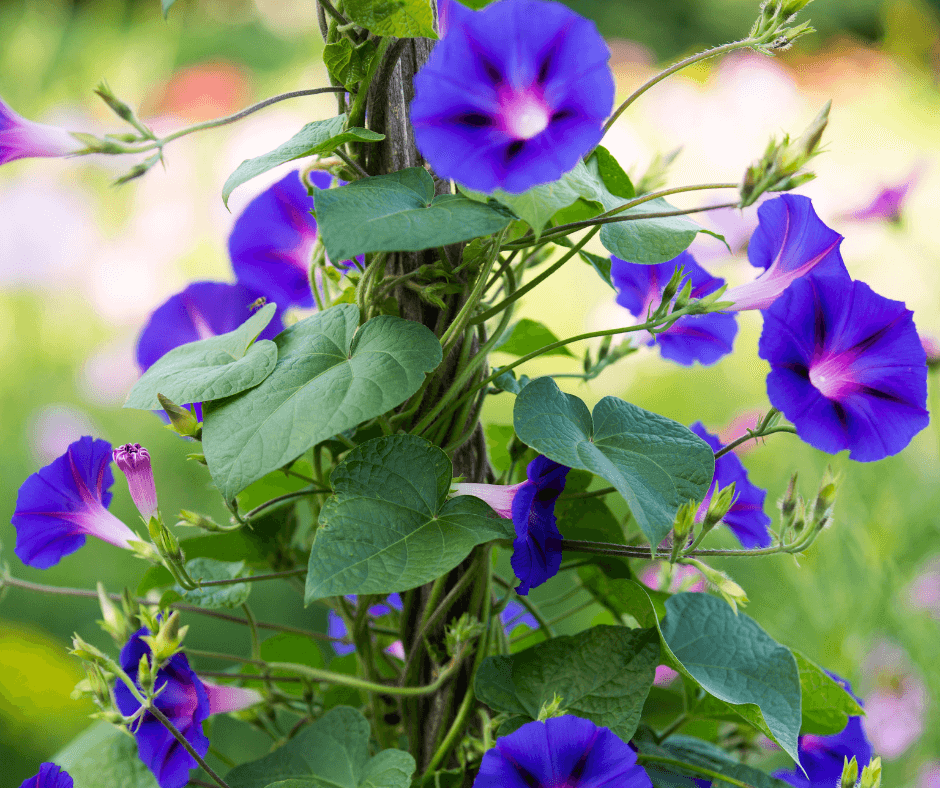 Pink and Purple flower. Floral in cute design with gold leafs