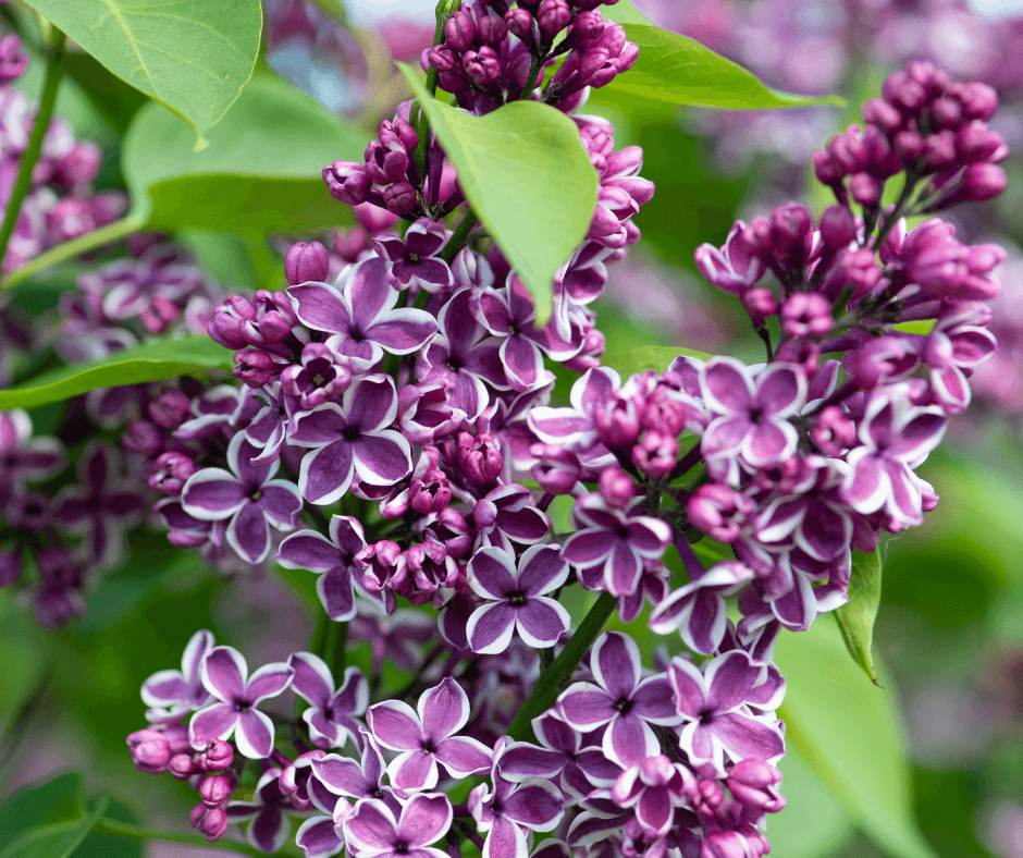 'Sensation' lilacs