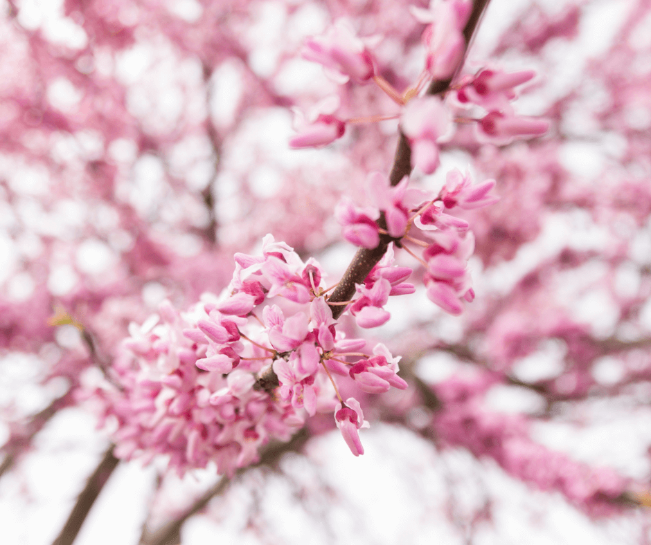 Redbuds