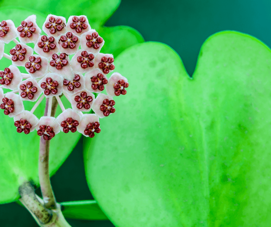 Hoya hearts