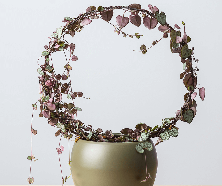 String-of-hearts wreath