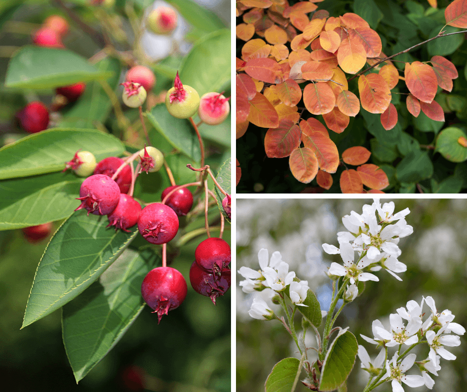 Serviceberries spring flowers, edible summer fruits and fall leaves