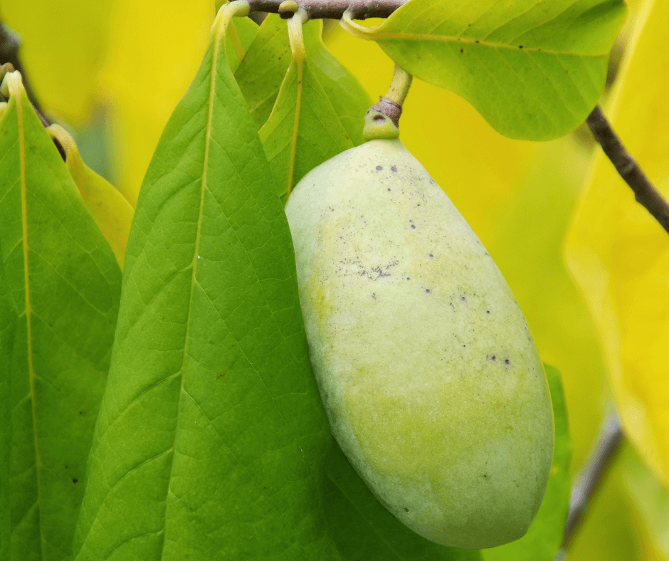 Pawpaw's fruit