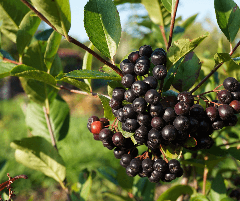 Black chokecherries