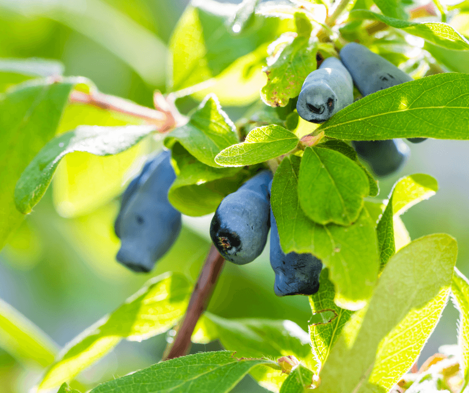 Honeyberries