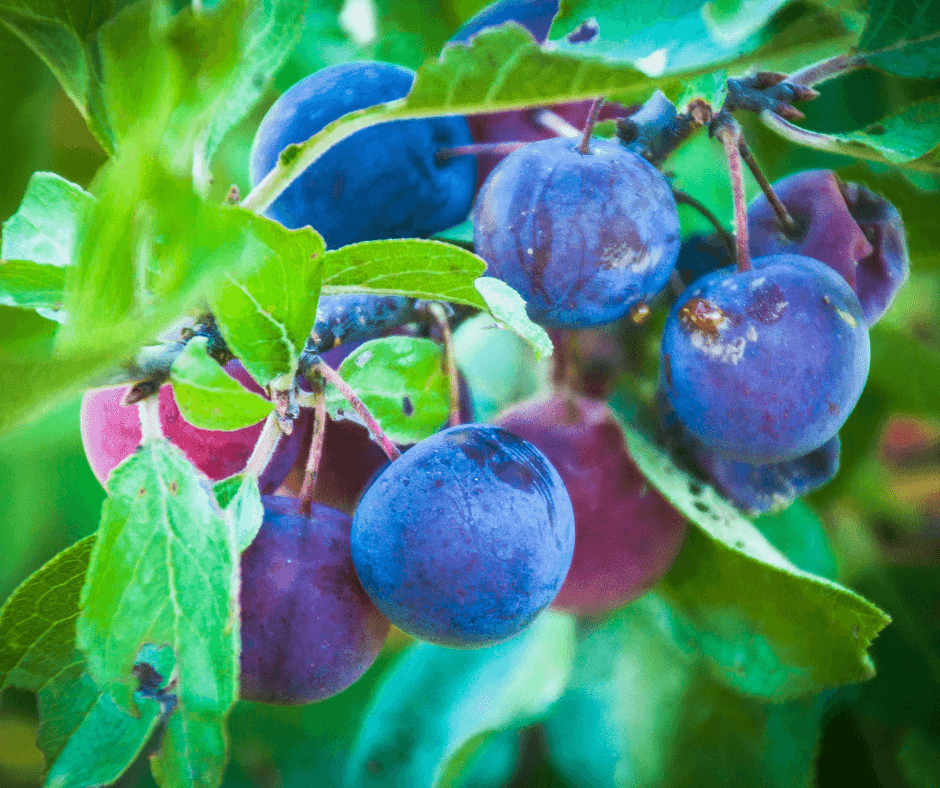 Beach plums