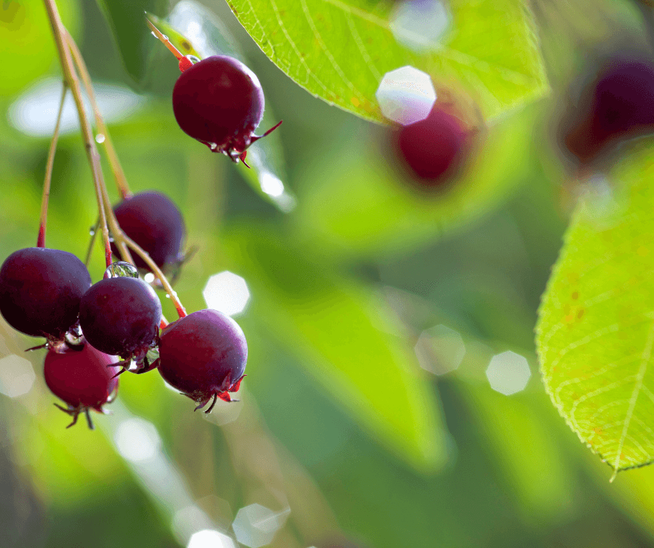 Saskatoon berries