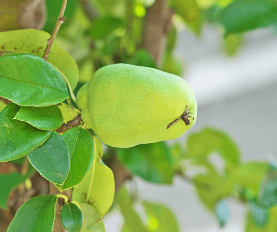 Chinese quince