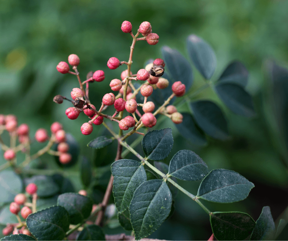 Female Chinese-peppercorn fruit