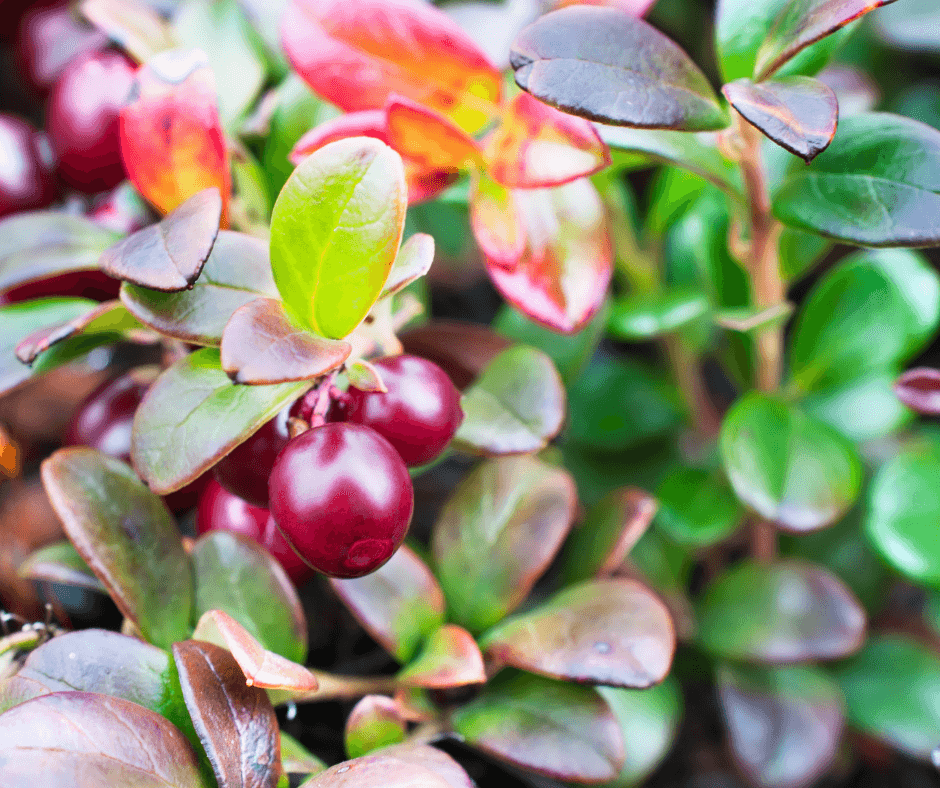 Home-grown cranberries