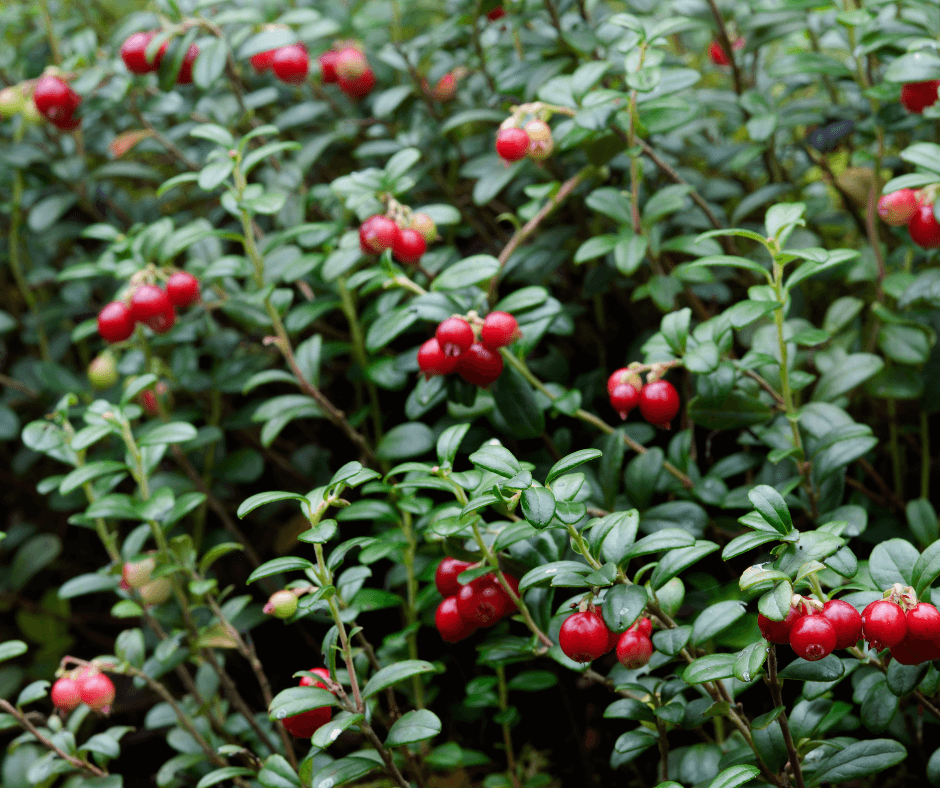 Lingonberries