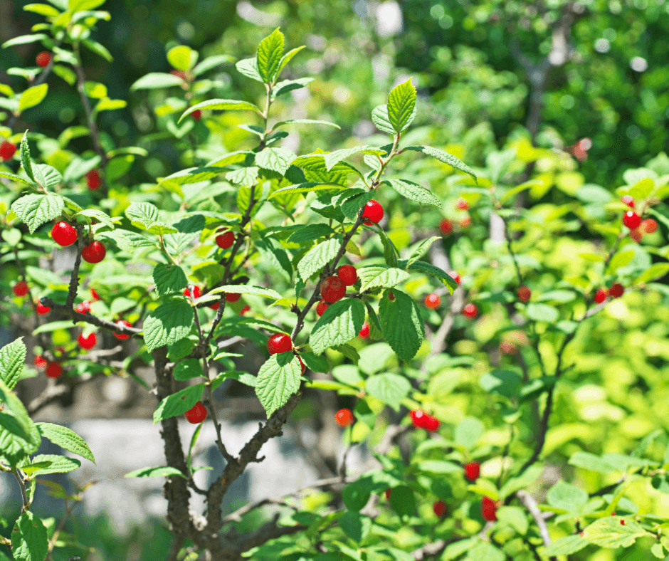 Nanking cherries