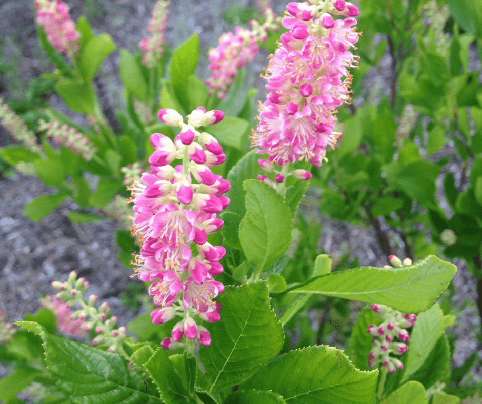 'Ruby Spires'