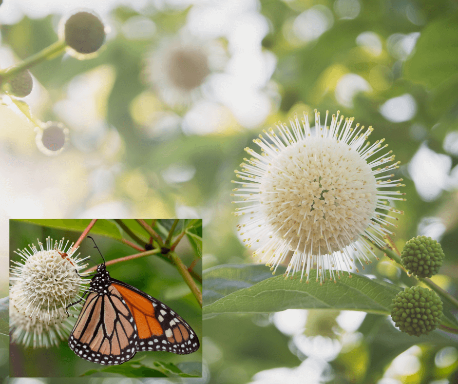 Natural buttonbush shrubs