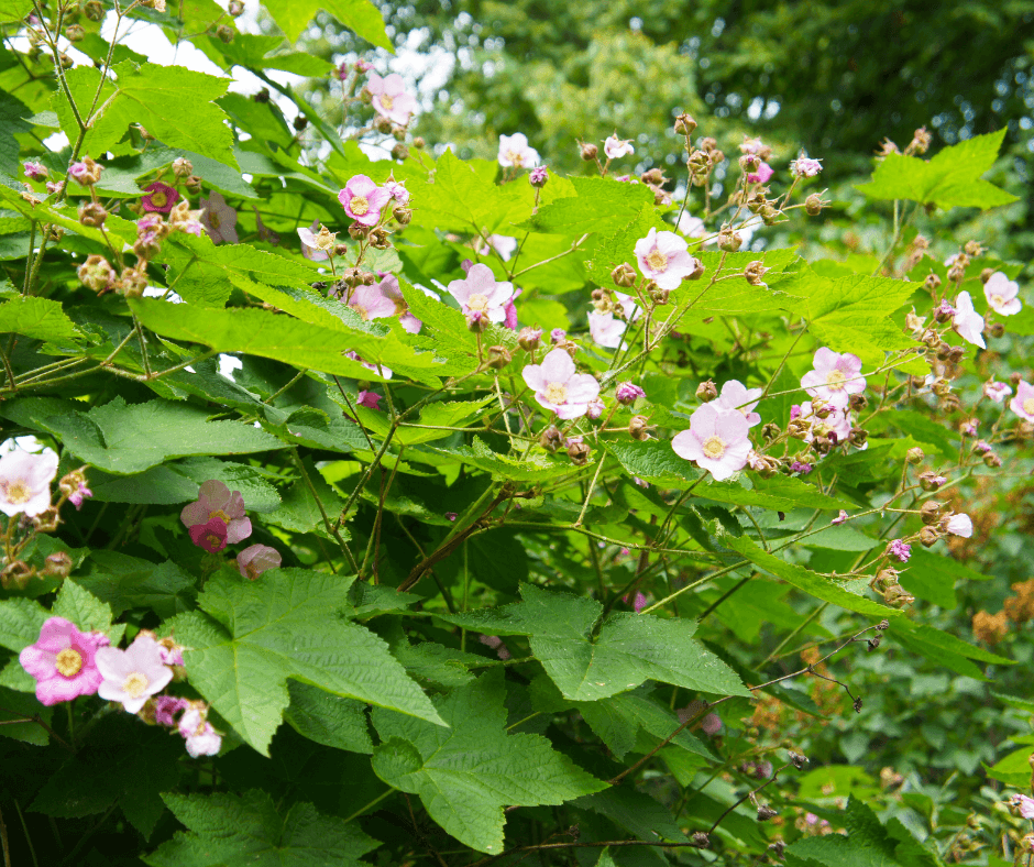 The pretty flowers of purple-flowered raspberry appear through summer.