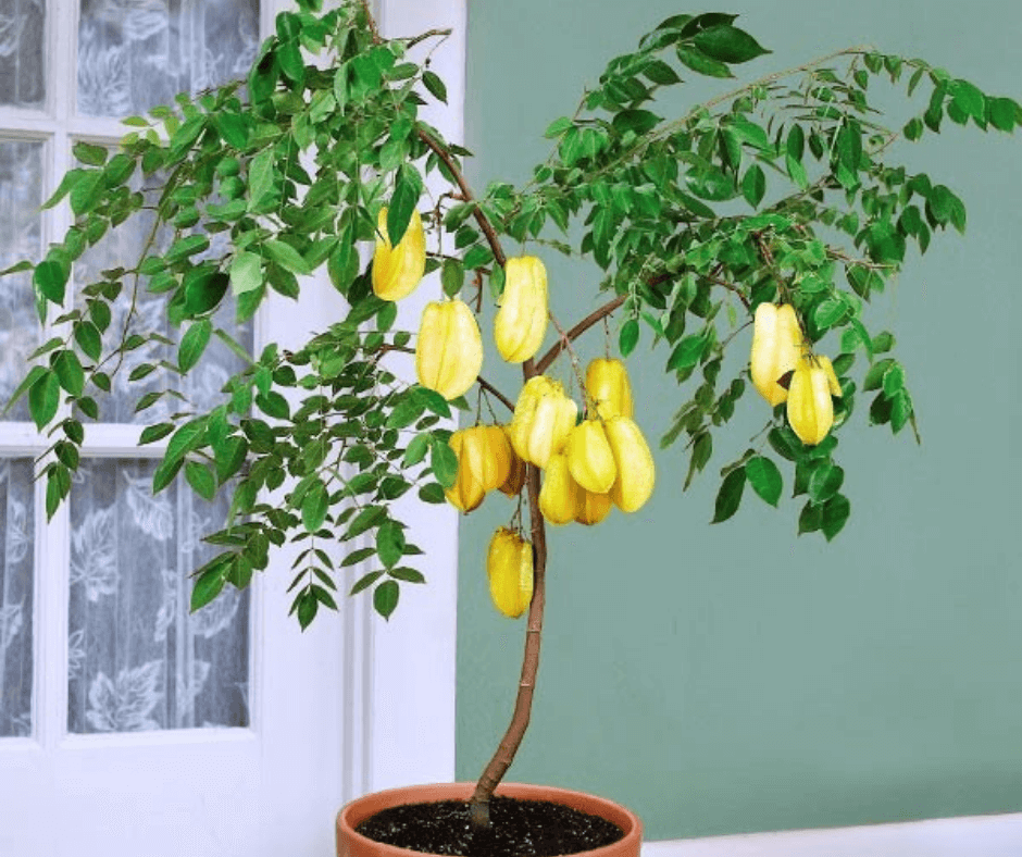Indoor star fruit tree