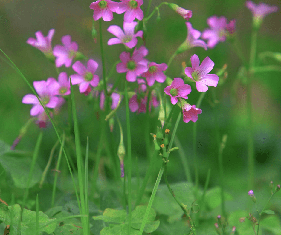 Oxalis violacea