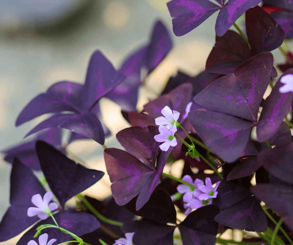 Purple-leaved Oxalis triangularis subsp. papilionacea