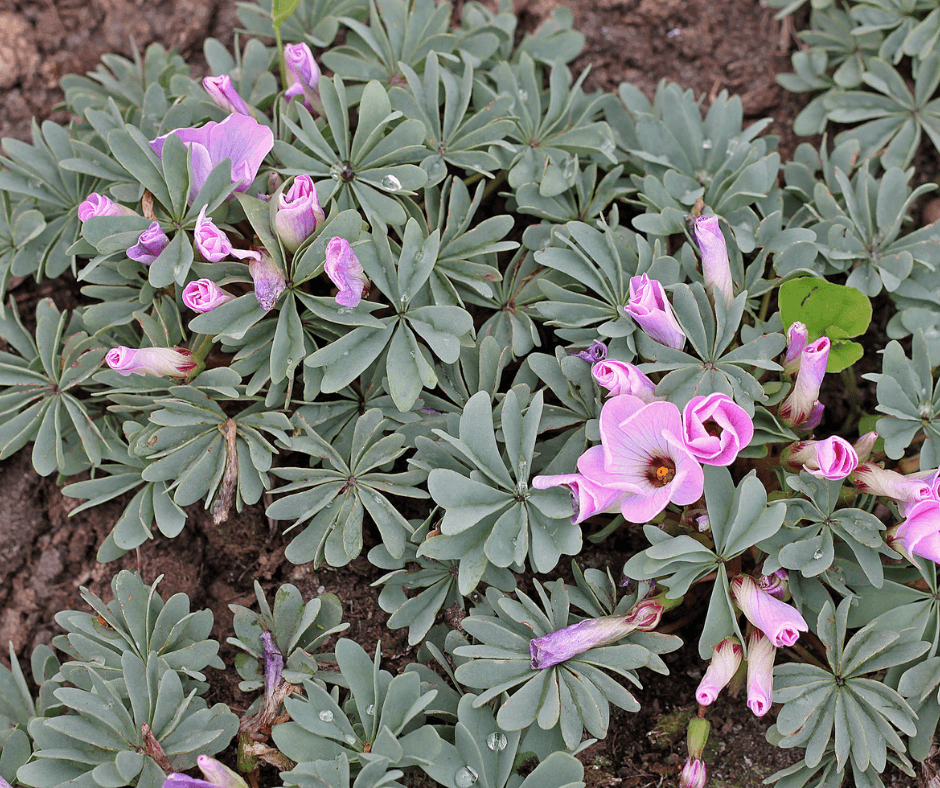 Silver Shamrock with flowers