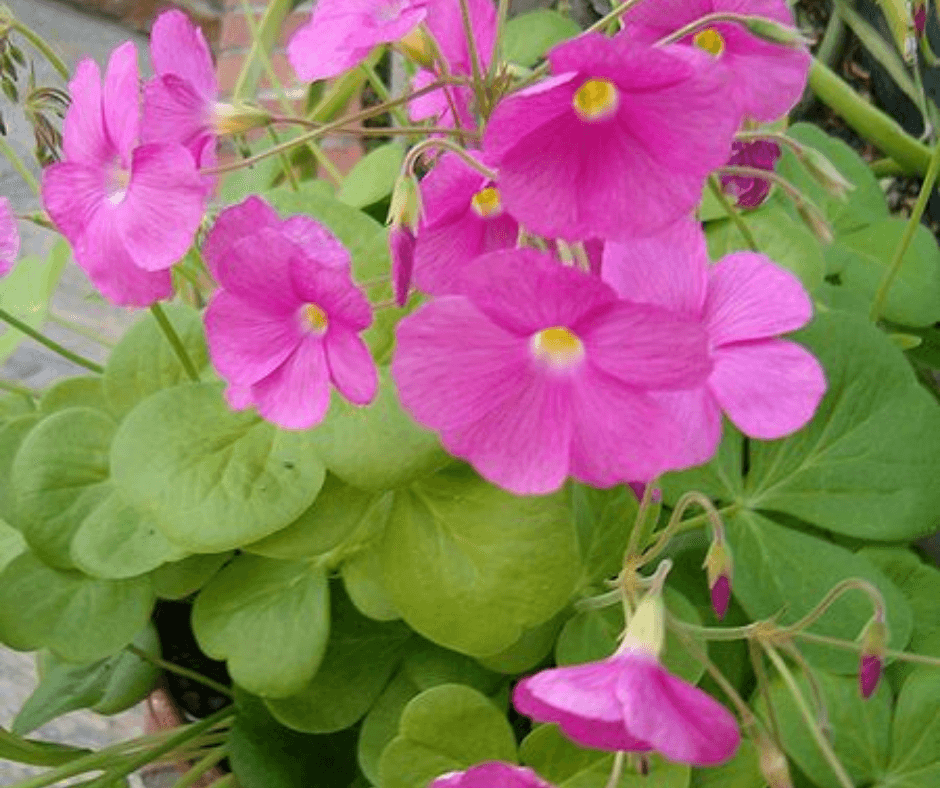 Bowie's wood sorrel