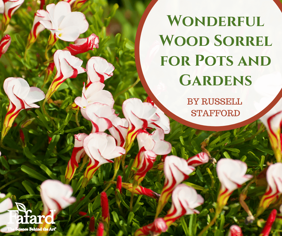 Wonderful Wood Sorrel for Pots and Gardens Featured Image