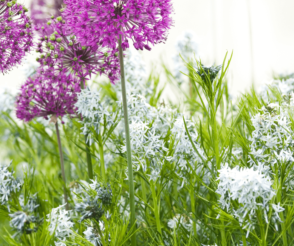 Hubricht's bluestar blooming alongside tall purple allium bulbs