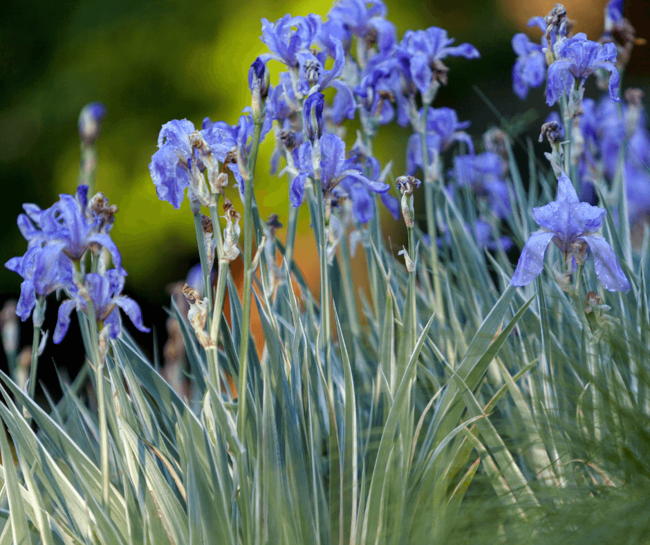 Variegated Sweet Iris