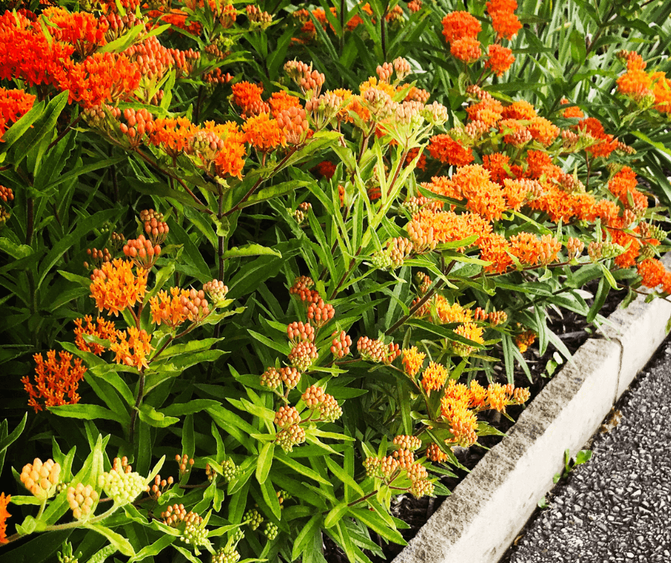 Butterflyweed