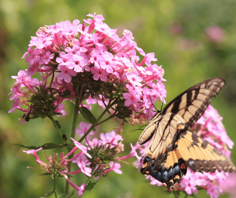 Butterfly on 'Jeana' Tall phlox