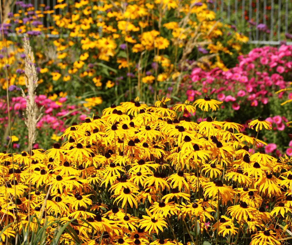 'Goldsturm' Black-Eyed-Susan