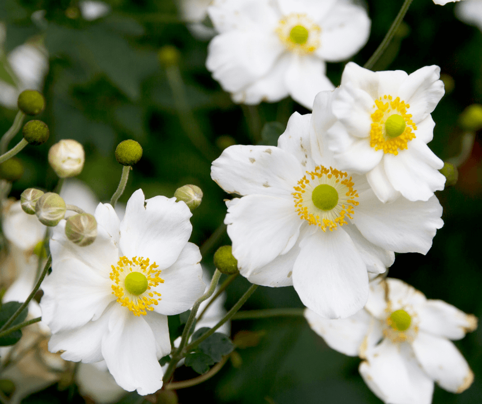 Honorine Jobert anemone