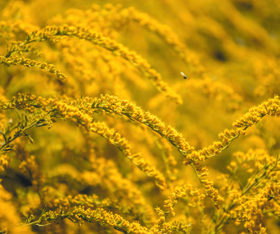 Fireworks goldenrod