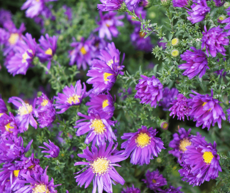 Purple Dome aster