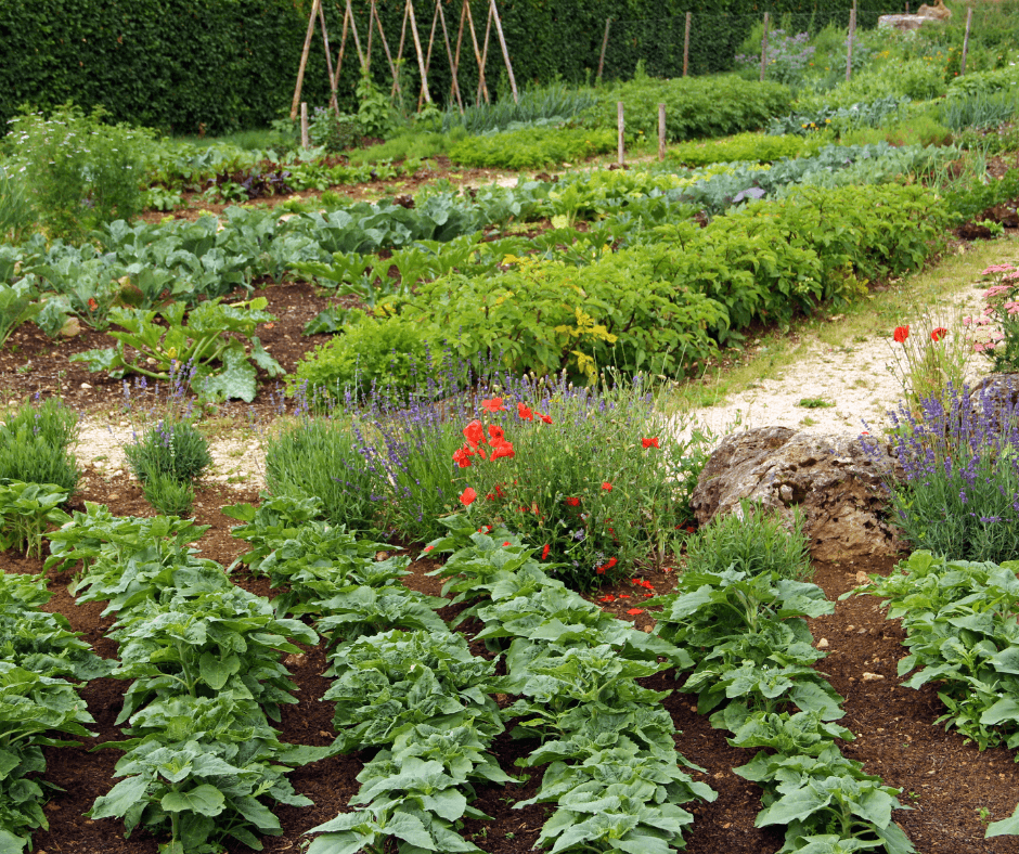 Garden with vegetables and flowers