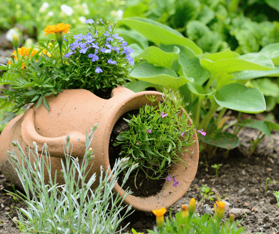 Flowers growing from an old jug