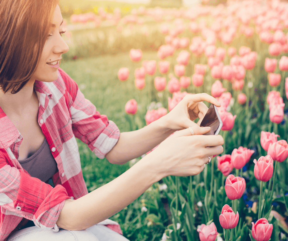 Woman taking photos of pink tulips