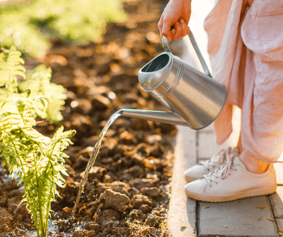 Watering plants