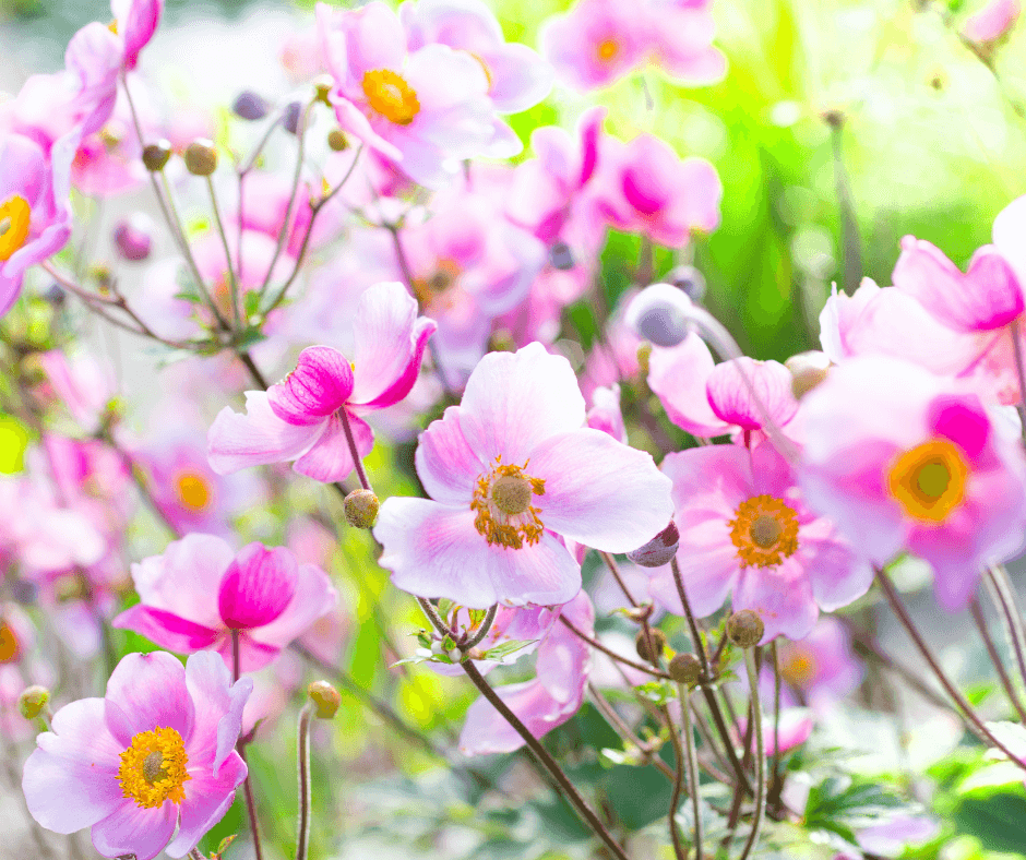 Pink anemones