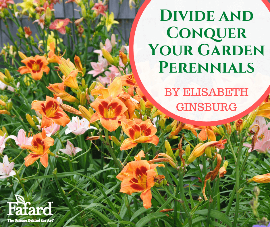 Divide and Conquer Your Garden Perennials Featured Image