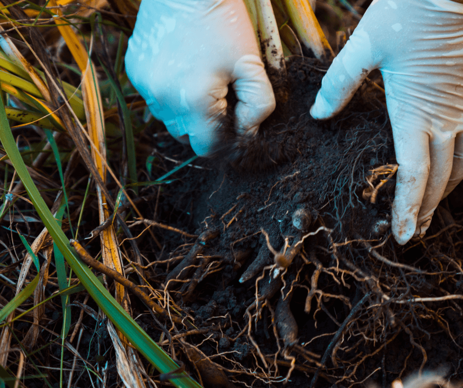 Pulling out fleshy roots of day lilies
