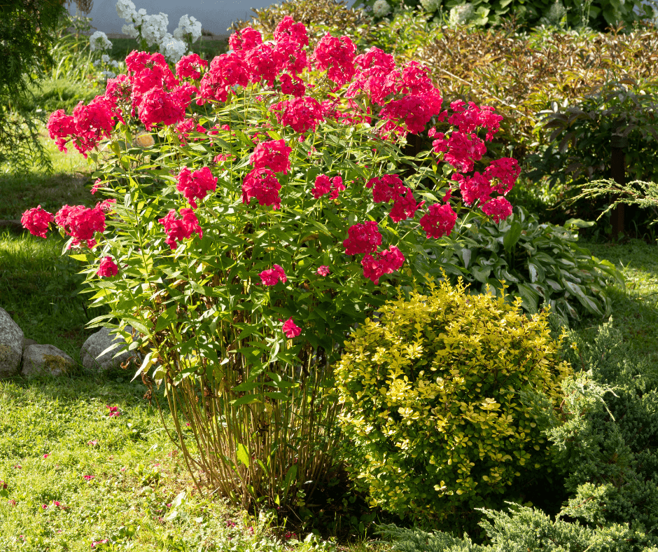 Tall phlox