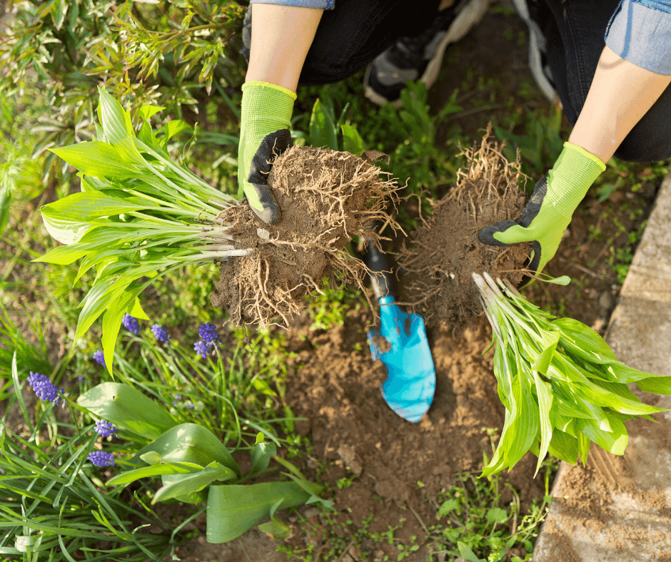 This Hosta has been easily divided with a sharp spade and trowel