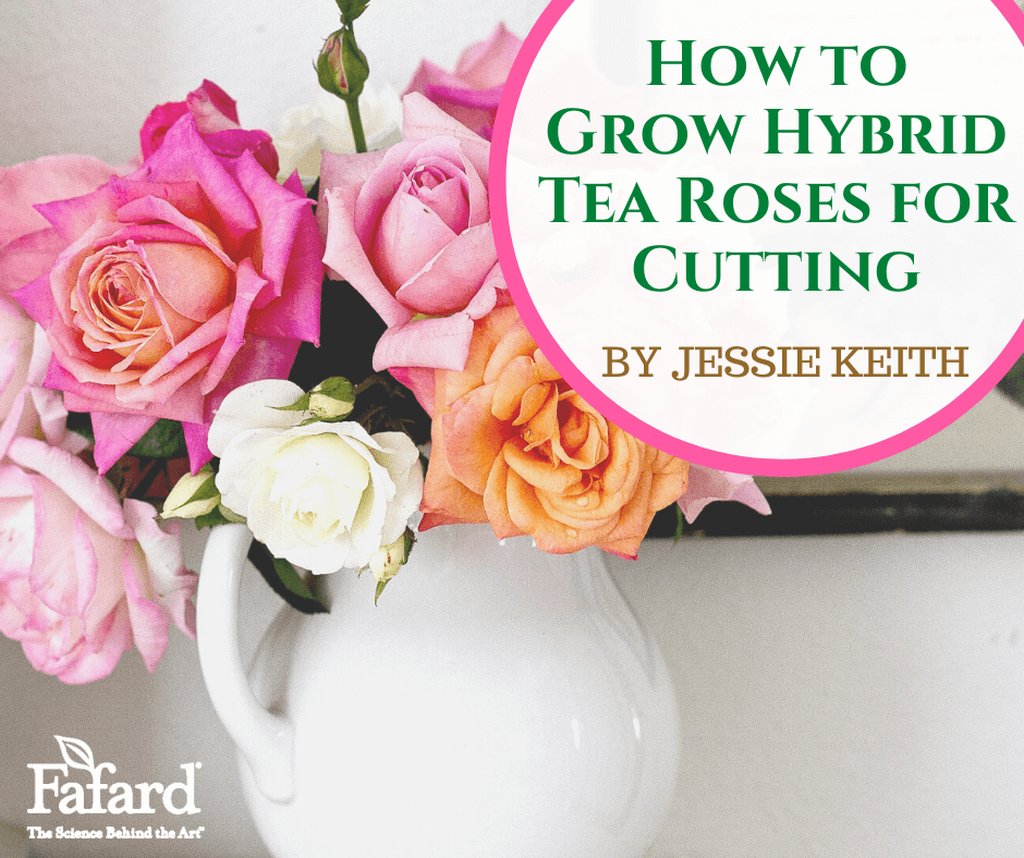 Growing Hybrid Tea Roses for Cutting – Fafard