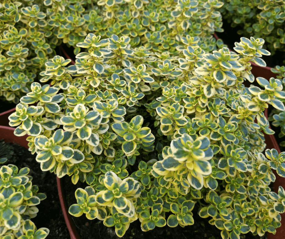 Smells kinda like oregano, but has green stems. Leaf structure is similar  to oregano. Any ideas? : r/plants