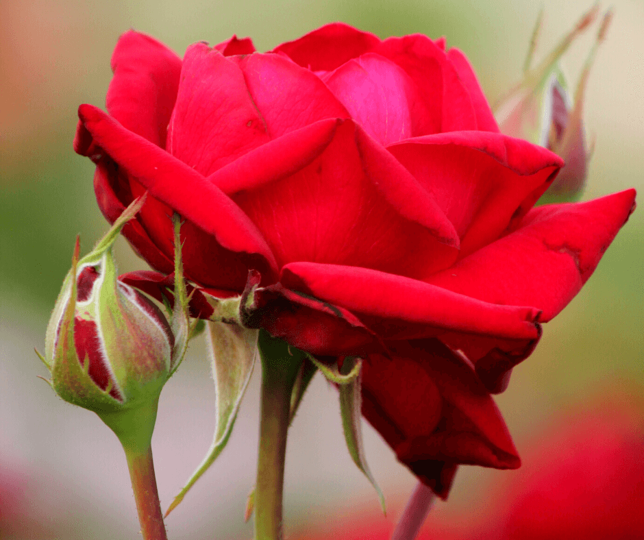 Falling in Love™ Hybrid Tea Rose