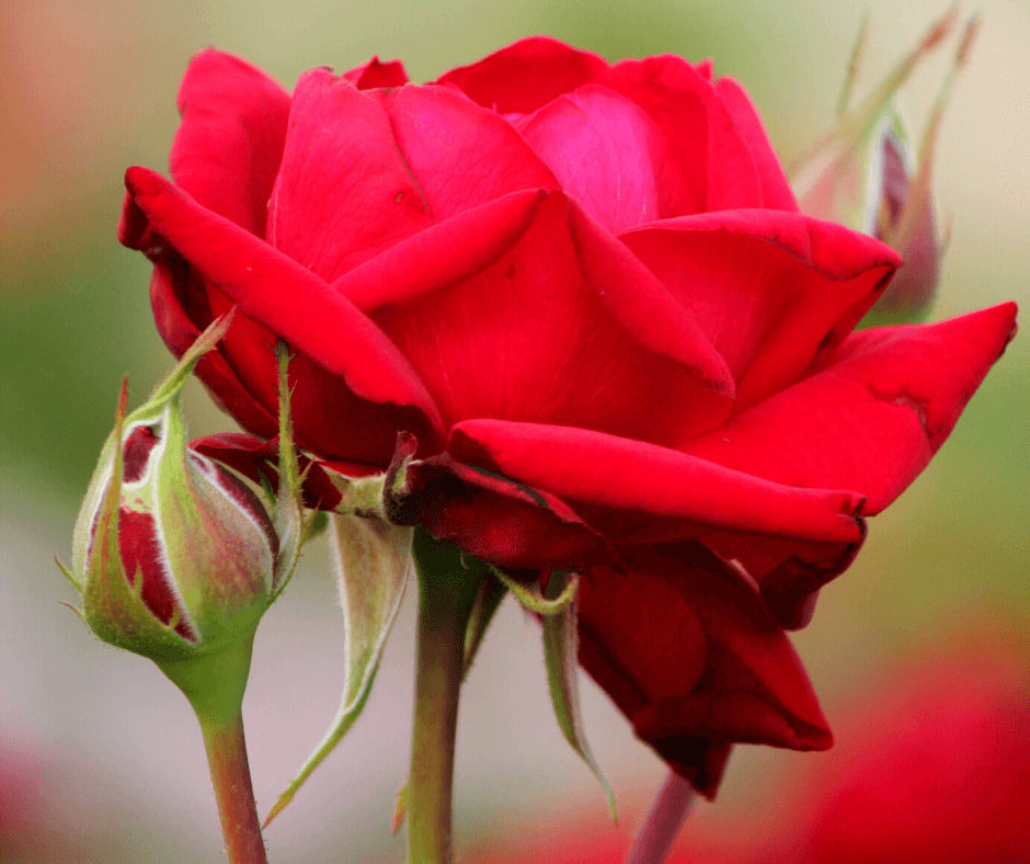 Mister Lincoln Hybrid Tea Rose - Shop Roses