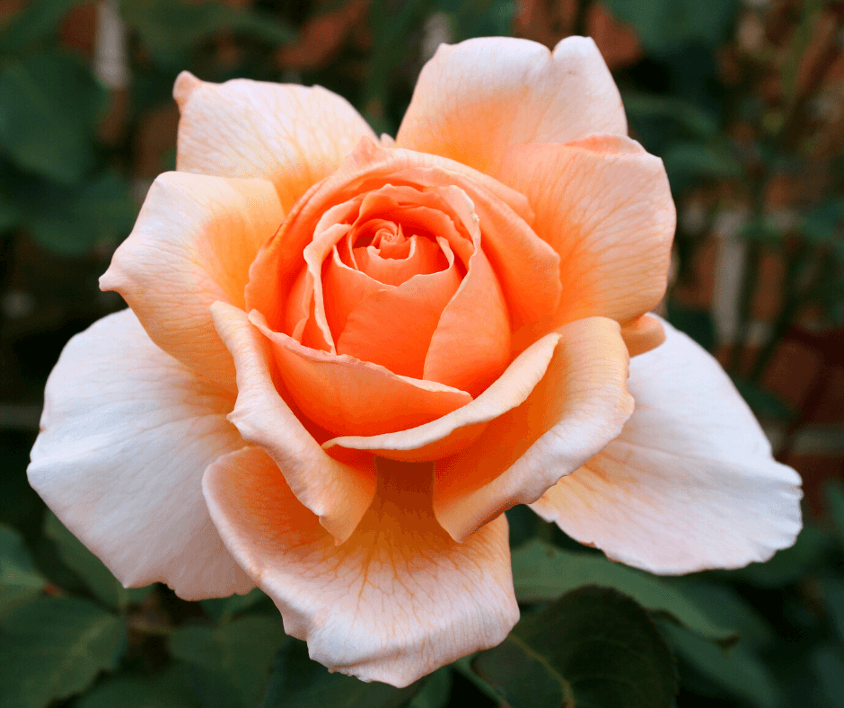 Hybrid Tea Rose