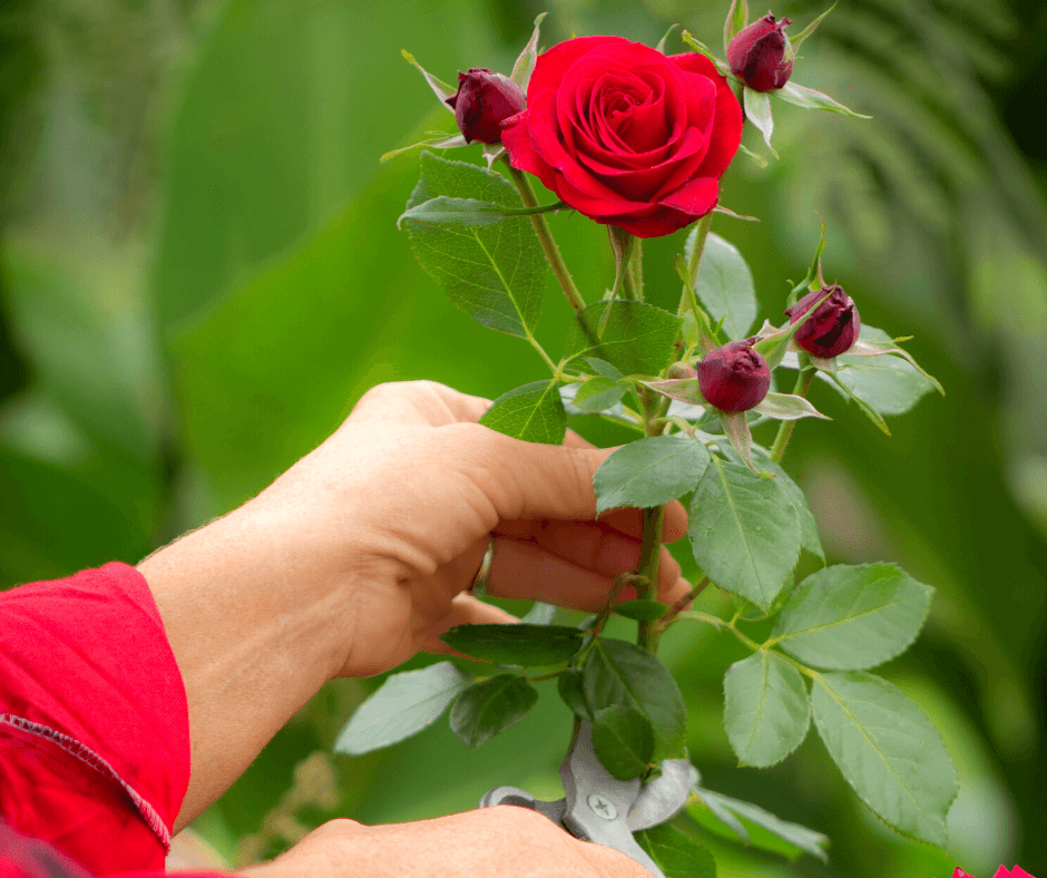 Everything To Know About The Hybrid Tea Rose