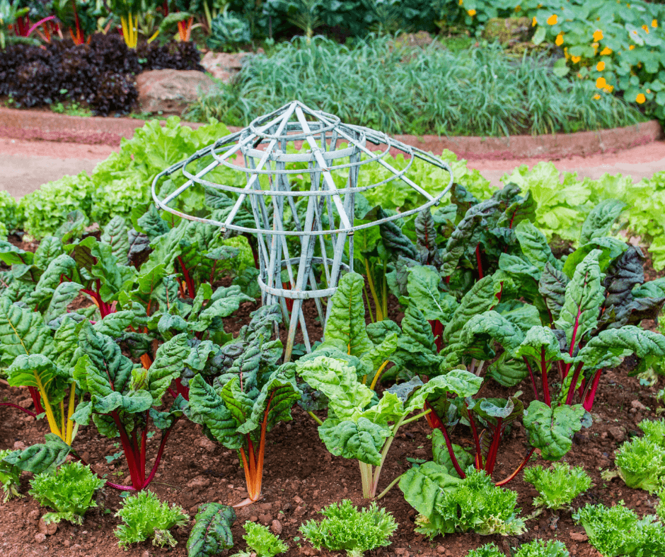 Tempting Tomatoes™ Tomato 'Garden Treasure' - Garden Crossings